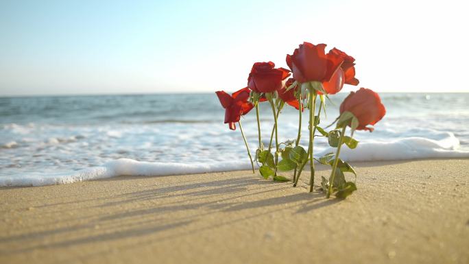 海边玫瑰花唯美空镜