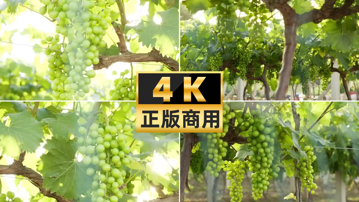 4K葡萄种植园绿葡萄