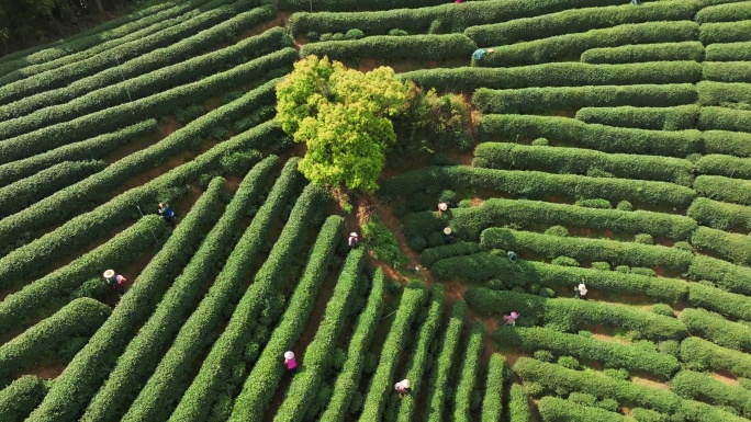 一群茶农在茶山上采茶4K航拍