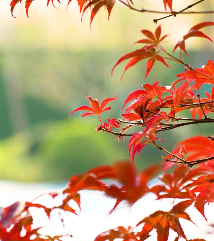 红色枫叶树叶飘荡摇曳竖屏4K素材
