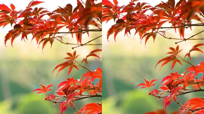 红色枫叶树叶飘荡摇曳竖屏4K素材