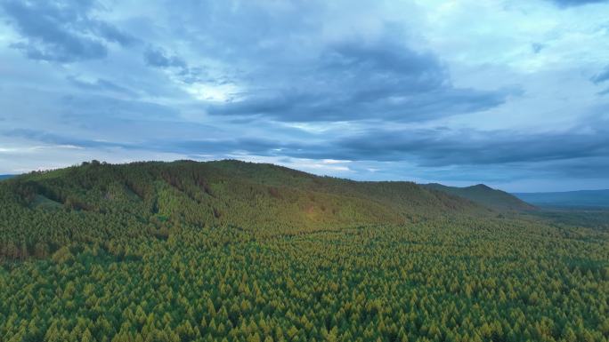 大兴安岭寒温带冻土松林