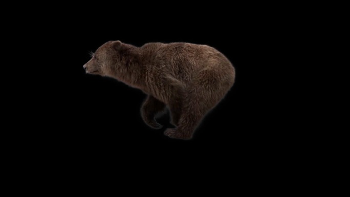 棕熊奔跑