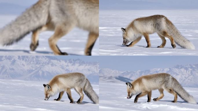 新疆赛里木湖冬季赤狐