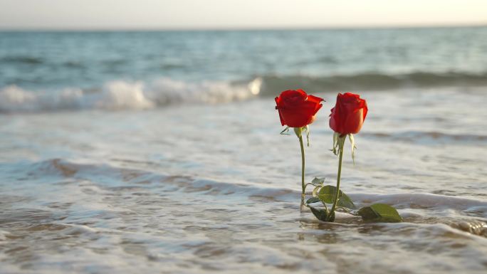 唯美空镜海浪打湿玫瑰花