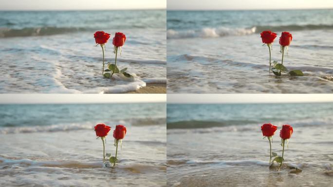 唯美空镜海浪打湿玫瑰花