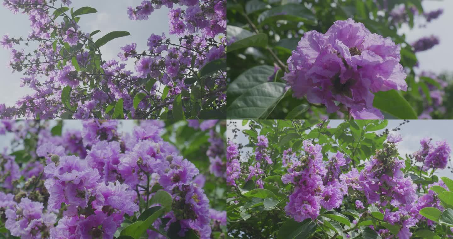 盛开的大叶紫薇花