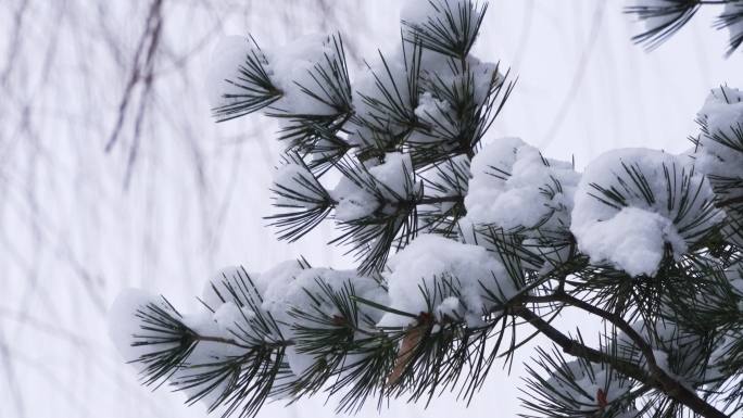 冬季飘雪风景