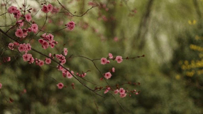 风中摇曳得梅花