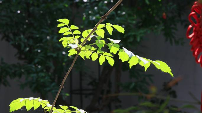 小院逆光下凌霄花叶片