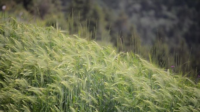 高原绿色青稞飘动