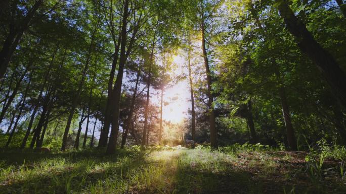 唯美从虚到实清晨草地森林逆光前行