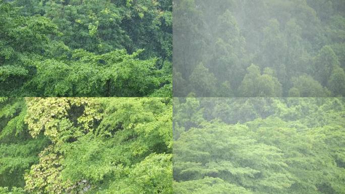 森林中大雨升格慢镜头