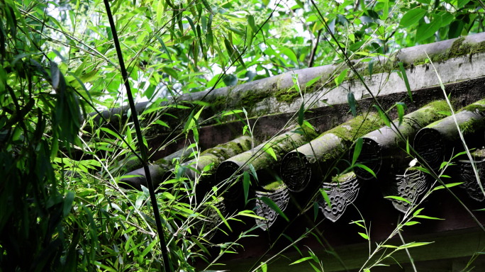 水汽缭绕 梦幻翠竹4K