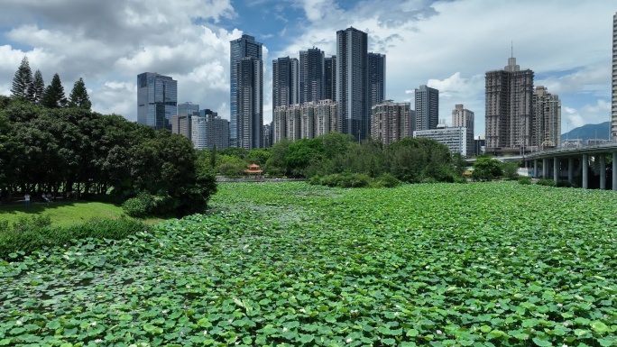 深圳罗湖区洪湖公园荷花航拍