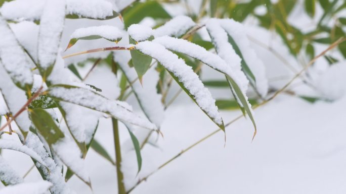 4K雪中竹子实拍