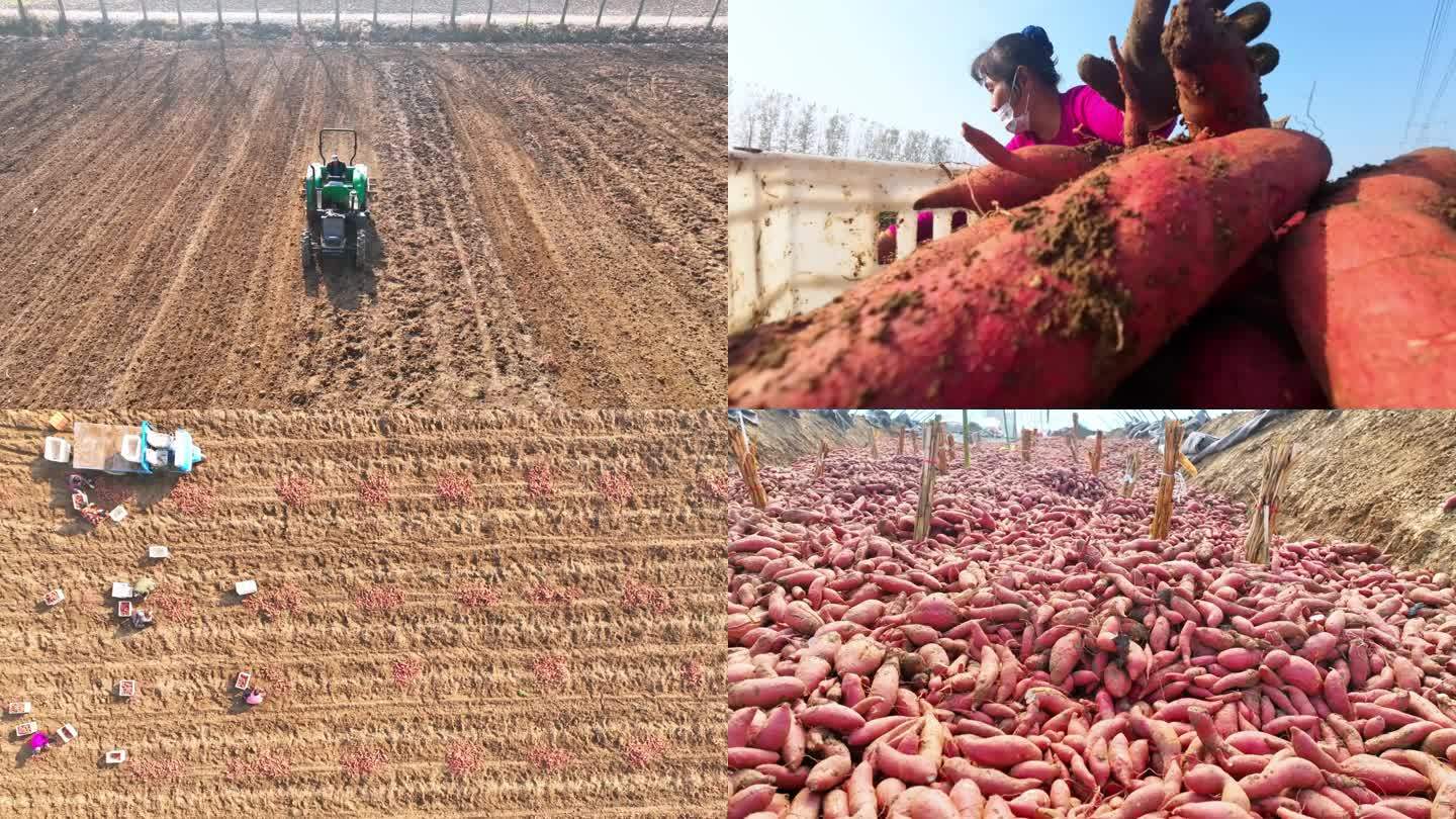 红薯农民劳作收获番薯地瓜分拣装箱乡村振兴