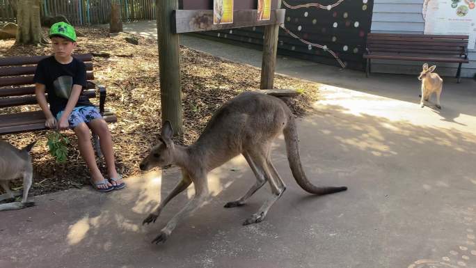 澳洲动物园袋鼠