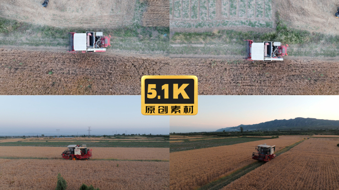 5K-联合收割机在田野行驶，收割小麦
