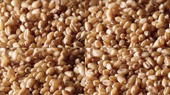 微距拍摄小麦种子升格慢镜头