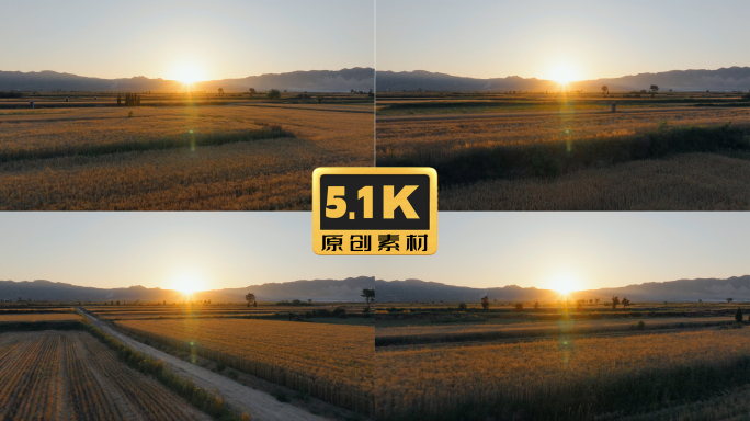 5K-夕阳中的麦田，金灿灿的麦田航拍
