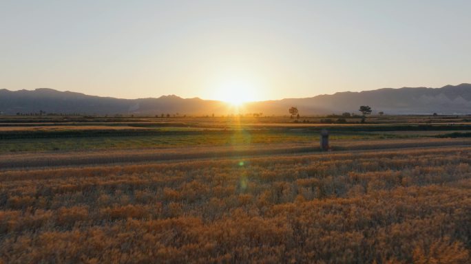 5K-夕阳中的麦田，金灿灿的麦田航拍