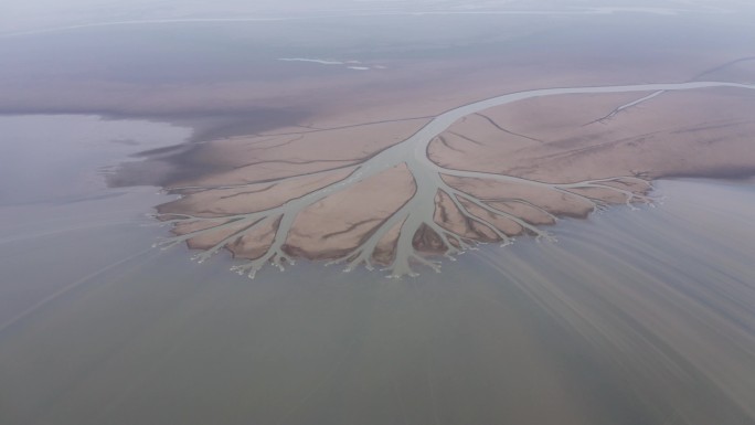 鄱阳湖大地之树素材