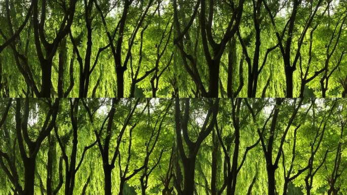 树林绿树浓阴