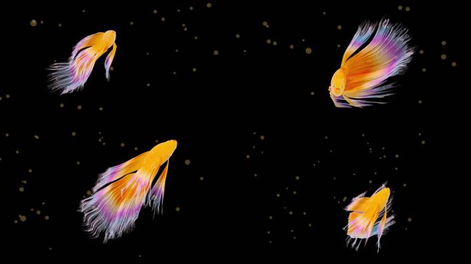 金色唯美的鱼3D动画  带透明通道