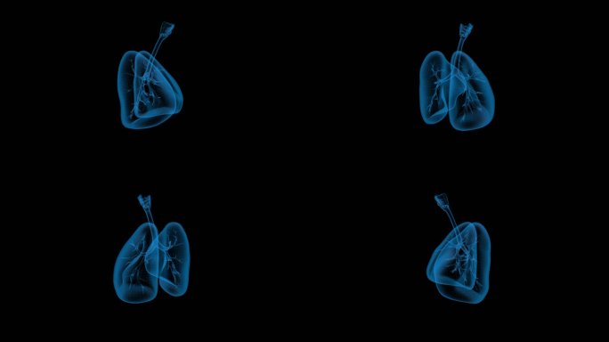 肺和气管1