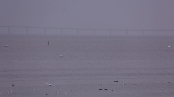 S海鸥在海面降落