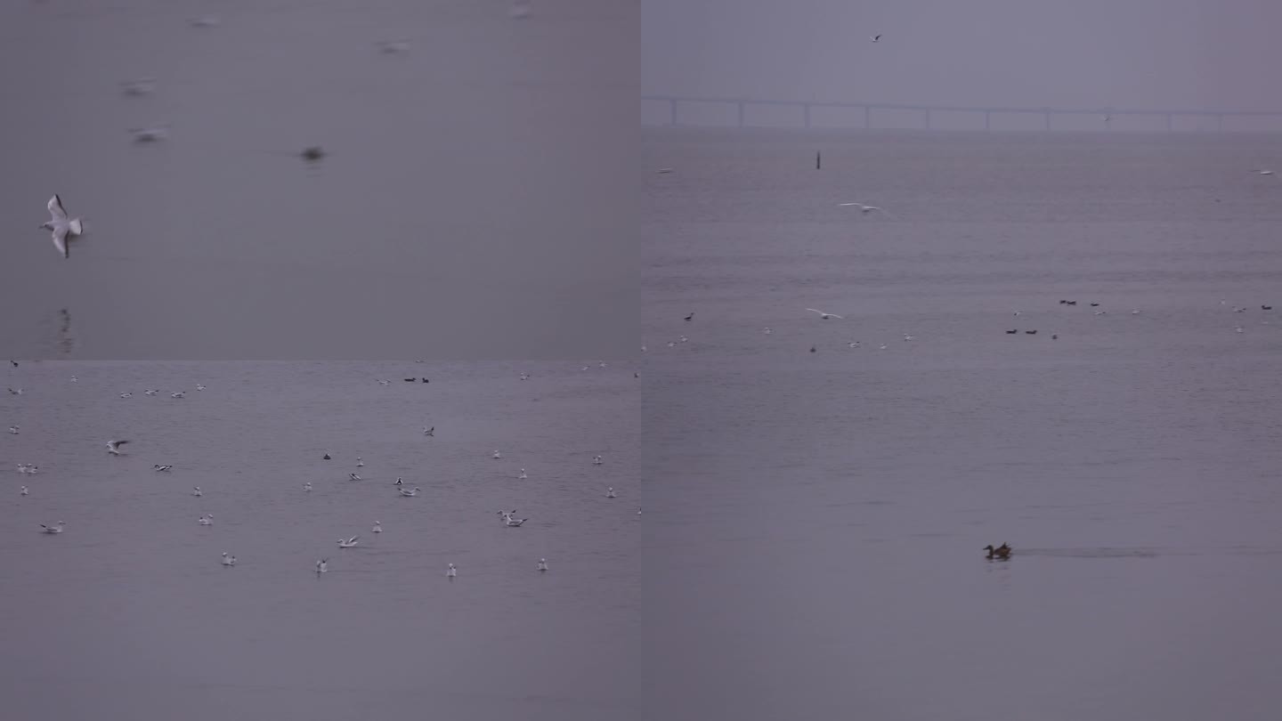 S海鸥在海面降落