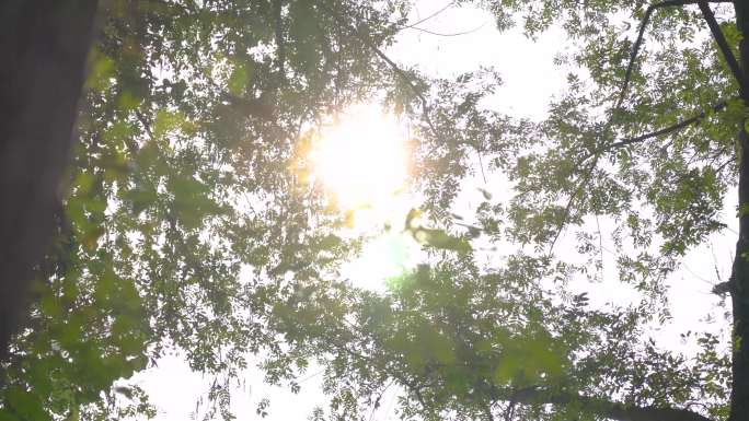 阳光透过树林素材