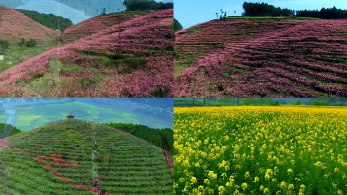 贵州 花田 梯田 桃花