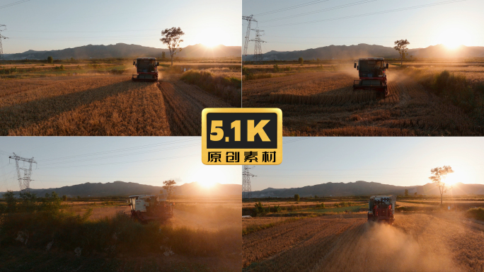 5K-联合收割机收割小麦，逆光唯美丰收
