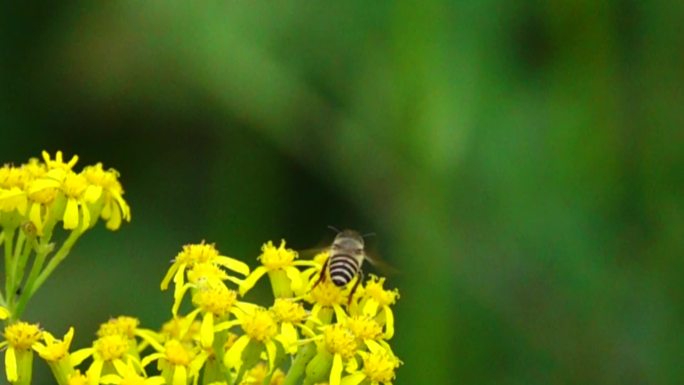 蜜蜂在黄色花采蜜