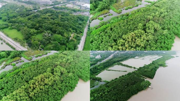 深圳 红树林 湿地