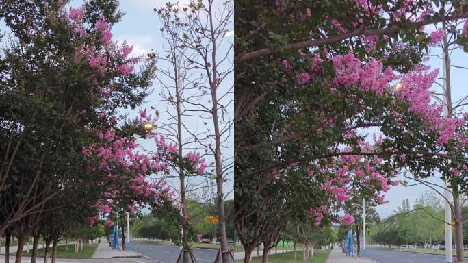 道旁花树