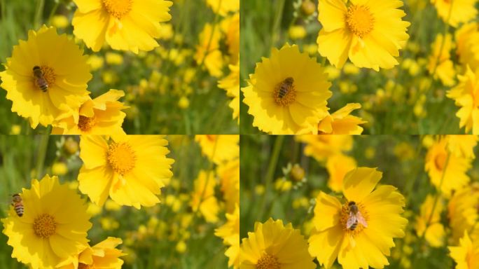 蜜蜂采蜜黄色花丛雏菊太阳花