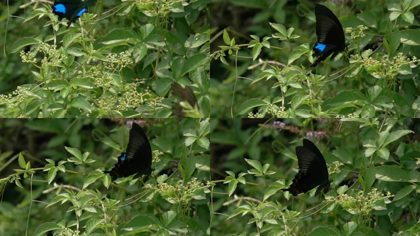 黑蓝蝴蝶在飞翔慢镜头