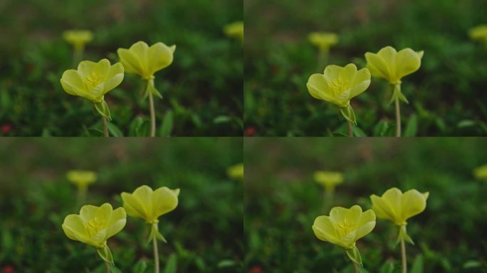 随风摆动的月见草空镜