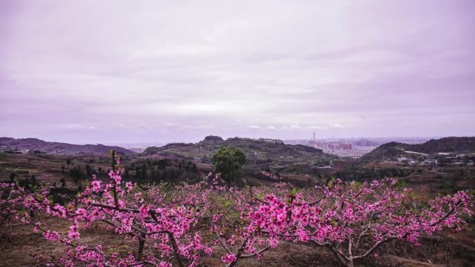 成都龙泉山春天桃花全景大运公园延时