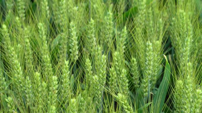 微距拍摄小麦生长灌浆期