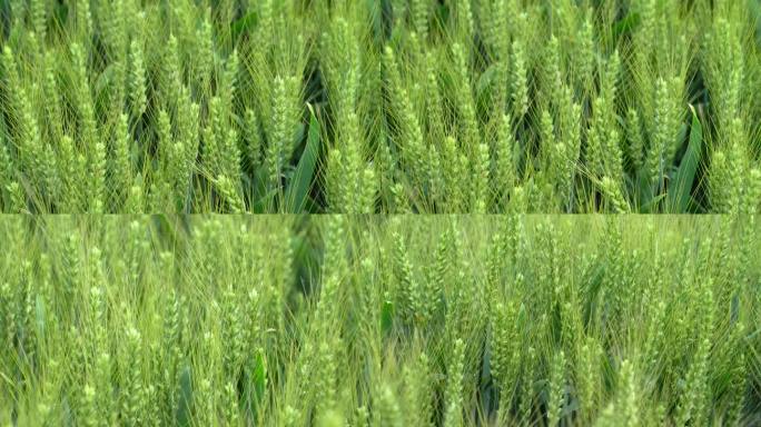 微距拍摄小麦生长灌浆期