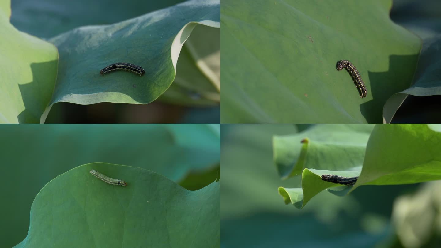 莲叶上的毛毛虫