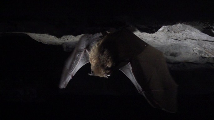 洞穴蝙蝠飞翔慢镜头