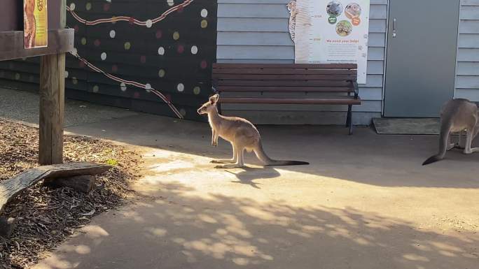澳洲动物园袋鼠