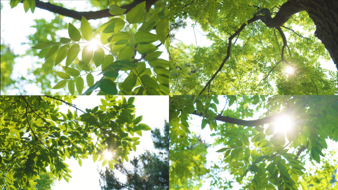 4k 春天 阳光透过树叶