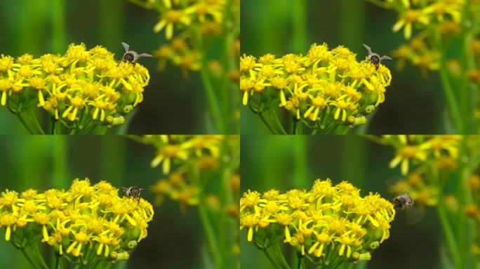 蜜蜂在黄色花采蜜