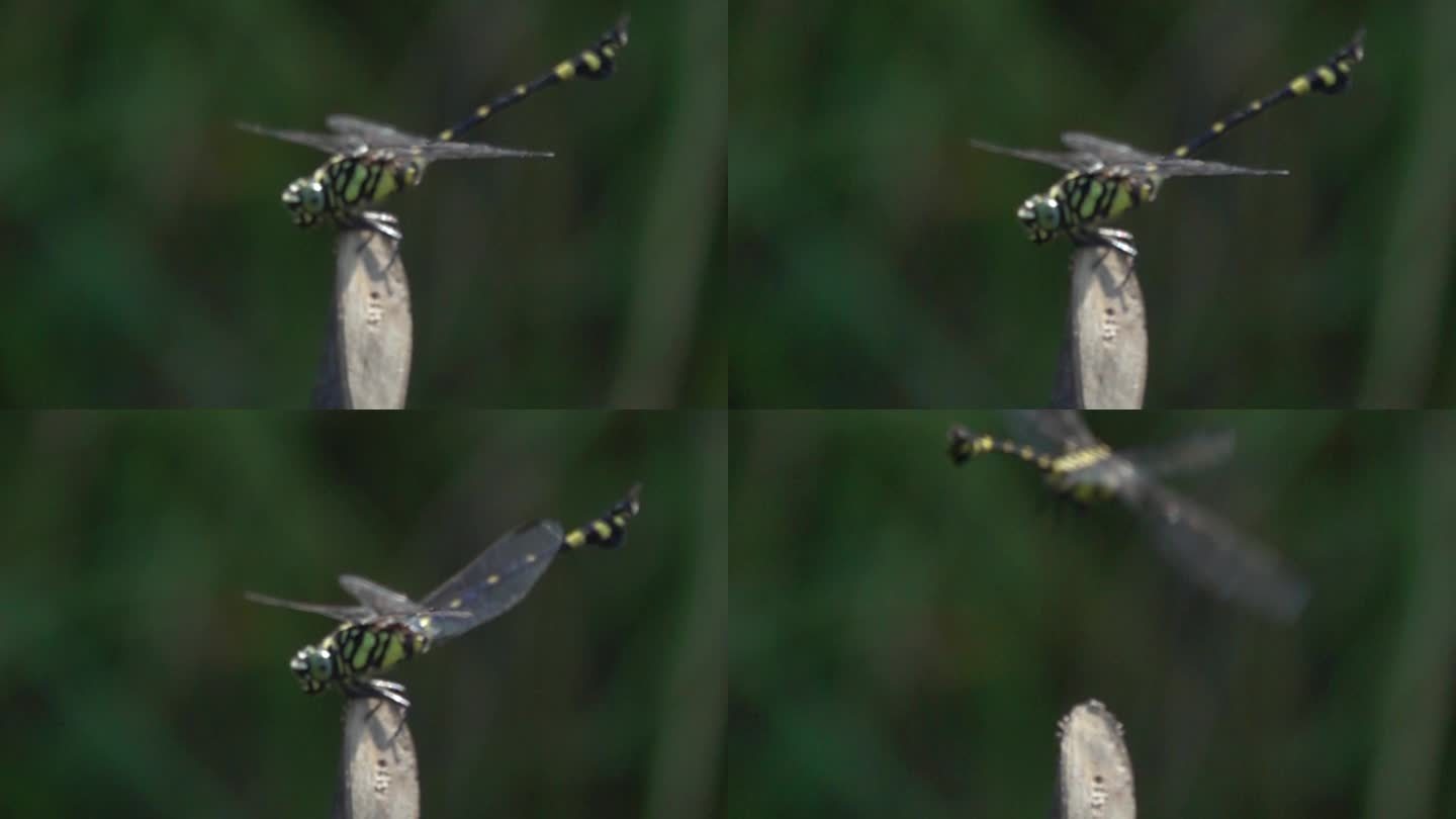 蜻蜓起飞慢镜头